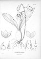 Catasetum maculatum tab. 630 in: Voyage de Humboldt et Bonpland part 6: Nova Genera et Species Plantarum vol. 7 (1825)