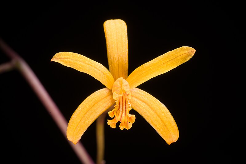 File:Cattleya vasconcelosiana (Campacci) Van den Berg, Phytotaxa 186 84 (2014) (30017905018).jpg