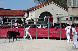 A young raseteur flees from a bull, during a "course camargaise", very different from a "course landaise". Cause camarguaise.jpg