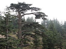 The Lebanon cedar is the national emblem of Lebanon. Cedar of Lebanon (Cedar of God), Lebanon.jpg