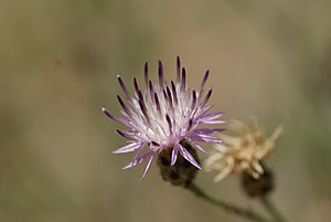 Flockenblumen: Beschreibung, Systematik und Verbreitung, Quellen