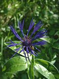 Vignette pour Centaurea montana