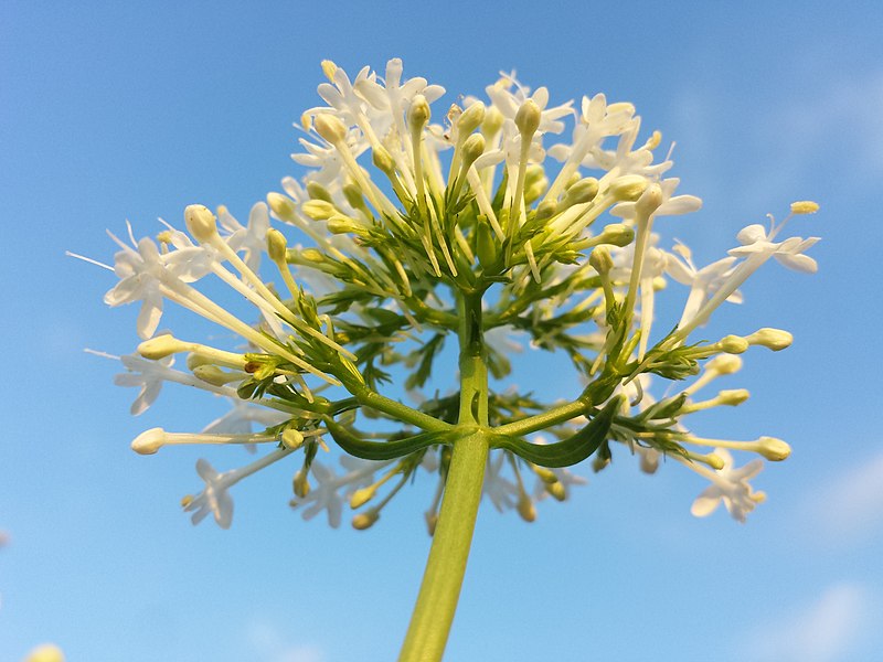 File:Centranthus ruber sl7.jpg