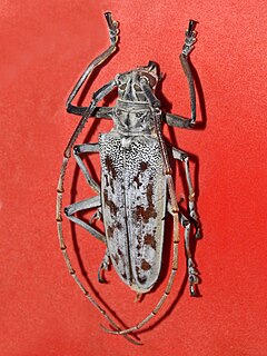 <i>Batocera maculata</i> Species of beetle