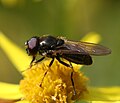 Cheilosia bergenstammi