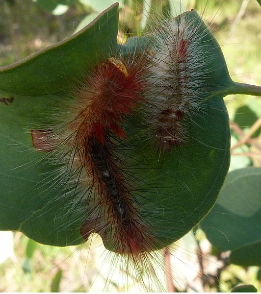 File:Chenuala heliaspis larva 2.jpg