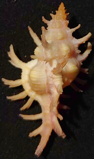 <i>Chicoreus rossiteri</i> Species of gastropod
