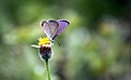 * Nomination Small Cupid (Chilades contracta) butterfly. --AntanO 05:43, 14 October 2013 (UTC) * Decline Partially overexposed, blurry --Poco a poco 14:41, 14 October 2013 (UTC)