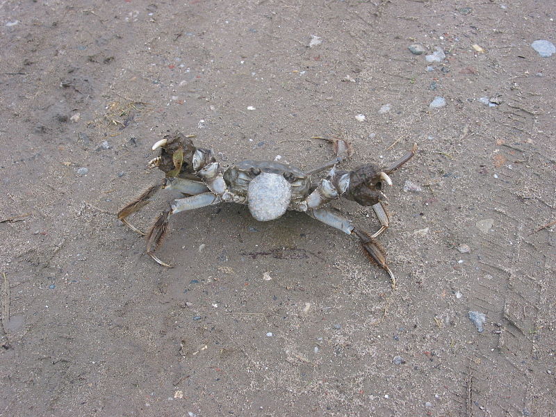 File:Chinese mitten crab (Breemwaard, Waal).jpg