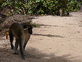 Grüne Meerkatzen Green Monkey