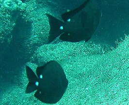 Chromis verater