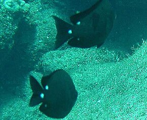 Descrição da imagem Chromis_verater_by_NPS.jpg.