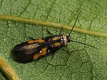 Chrysoclista lathamella (40149519894).jpg