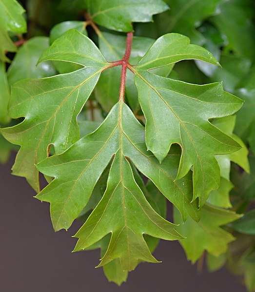 File:Cissus alata Leaves Closeup.JPG