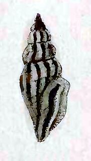 <i>Citharomangelia planilabroides</i> species of mollusc