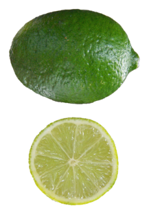 Citrus aurantifolia Mexican Lime.png
