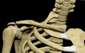 Clavicle 3d Model.gif