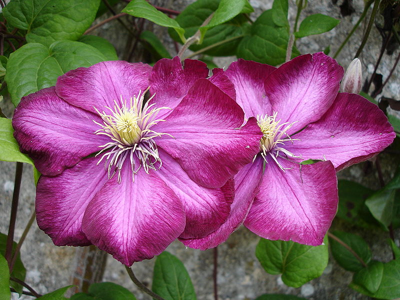 File:Clematis Ville de Lyon1UME.jpg