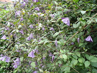 <i>Clematis viticella</i> Species of flowering plant in the buttercup family Ranunculaceae