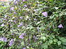 Italiaanse clematis (Clematis viticella)