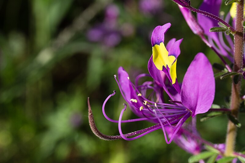 File:Cleome elegantissima-2492 - Flickr - Ragnhild & Neil Crawford.jpg