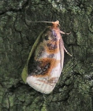 <i>Clepsis melaleucana</i> Species of moth