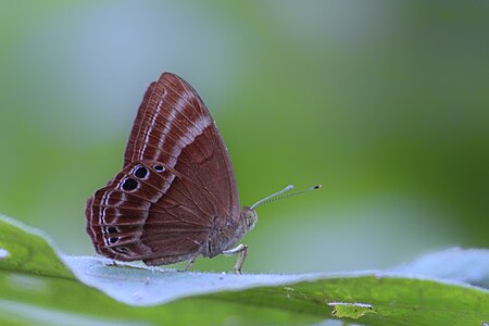 Ventral view