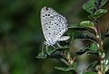 * Nomination: Close wing resting of Zizula hylax (Fabricius, 1775) - Tiny Grass BlueThis image was uploaded as part of Wiki Loves Butterfly.I,--SVKMBFLY 08:19, 19 September 2024 (UTC) * * Review needed