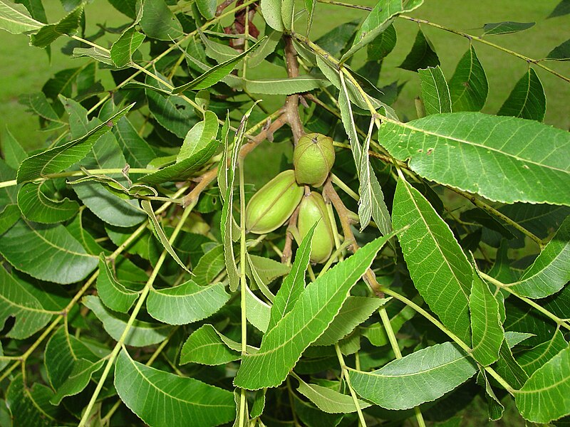 File:Cluster of young pecan.jpg