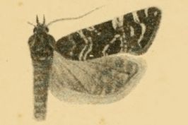 Cochylimorpha perturbatana