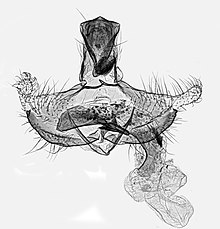 Coleophora orbitella laki-laki, Worcestershire, 2013 (18847529564).jpg