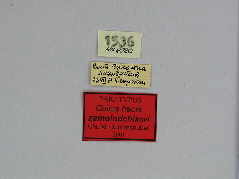 File:Colias hecla zamolodchikovi female Paratype 01 labels DSM.jpg