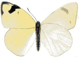 <i>Colotis subfasciatus</i> species of insect