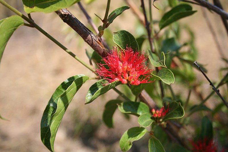 File:Combretum paniculatum MS 10060.jpg