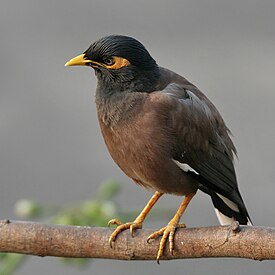 Common Myna (Acridotheres tristis) on Kapok (Ceiba pentandra) in Kolkata W IMG 4297.jpg