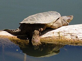Common Snapping Turtle (Chelydra serpentina).jpg