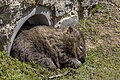* Nomination Common wombat (Vombatus ursinus) --Charlesjsharp 10:44, 7 January 2024 (UTC) * Promotion  Support Aww! --Plozessor 11:06, 7 January 2024 (UTC)