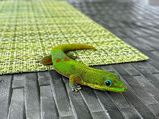 <span class="mw-page-title-main">Grand Comoro day gecko</span> Subspecies of lizard