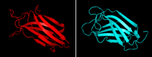 Comparison of C2 domain of mammalian PI-PLC in red and C2-like domain of Bacillus cereus in cyan Comparison of C2 domain of mammalian PI-PLC in red and C2-like domain of Bacillus cereus in cyan.png