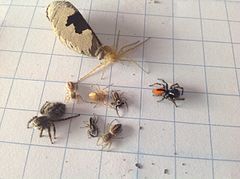 Paralyzed spiders used as larval provisions collected from a nest