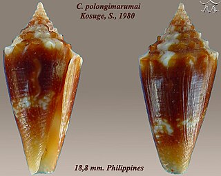 <i>Conus polongimarumai</i> Species of sea snail