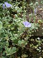 Convolvulus tricolor