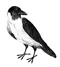 Miniatura para Corvus typicus