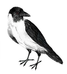 Corvus typicus.jpg