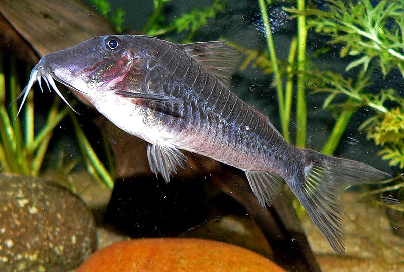 File:Corydoras semiaquilus 1.jpg