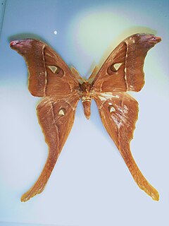 <i>Coscinocera</i> Genus of moths