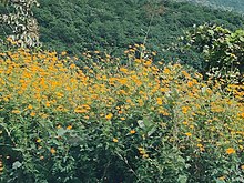 A patch of invasive Cosmos sulphureus plants in Pune district, India. Cosmos sulphureus in Pune India.jpg