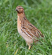 Coturnix coturnix, Fraunberg, Bayern, Deutschland 1, Ausschnitt.jpg