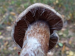 Cotyinarius brunneus a1 (2).JPG