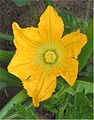 Courgette female flower